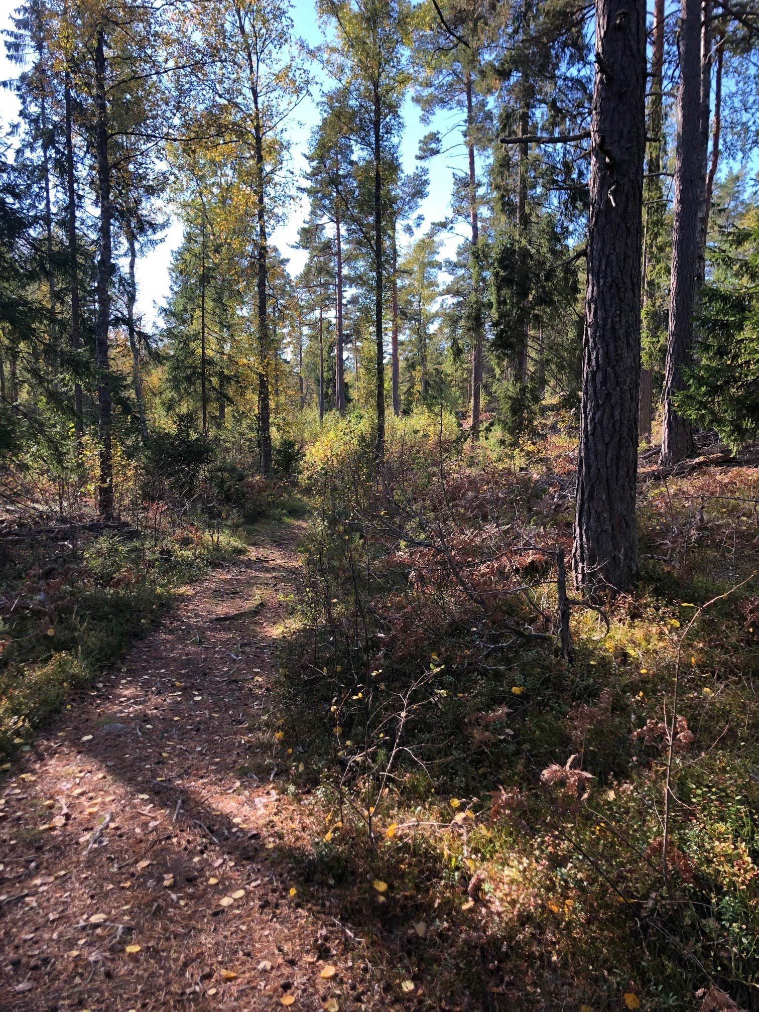 skogsstig